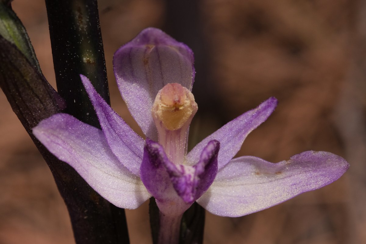 Ultime orchidee per quest''anno - Dalla Grecia con passione